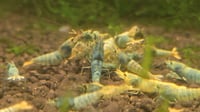 Image 1 of Blue Steel Caridina