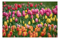 Outdoor Spring Minis with the Tulips $250.00