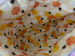 Image of Bird and Beagle Zipper Pouch
