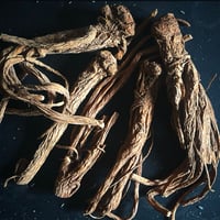Angelica Root 