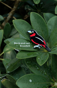 Black-and-red broadbill hard enamel pin
