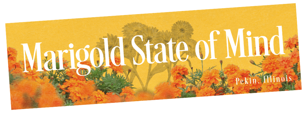 Image of Marigold State of Mind Sticker - Pekin Illinois Hometown Pride Decal