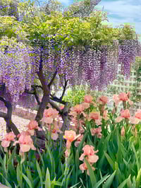 Image 3 of Chinese Wisteria and Peach Irises - 12” X 12” Canvas Print