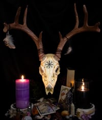 Image 1 of Hand Painted White-tailed Deer Skull. SHIPPING NOT AVAILABLE.  