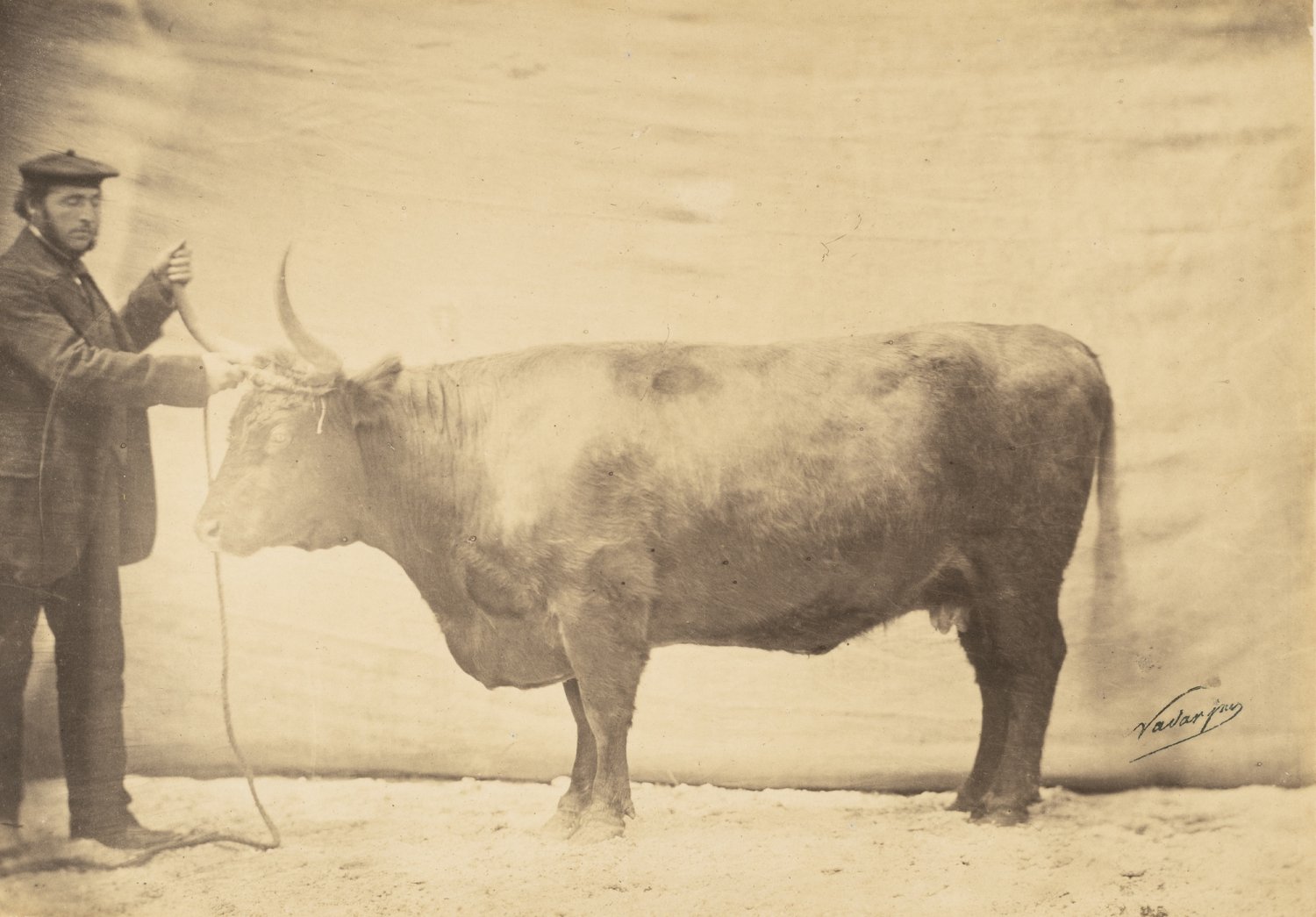 Image of Adrien Tournachon (dit Nadar Jeune): prize winning cow with owner, ca. 1856