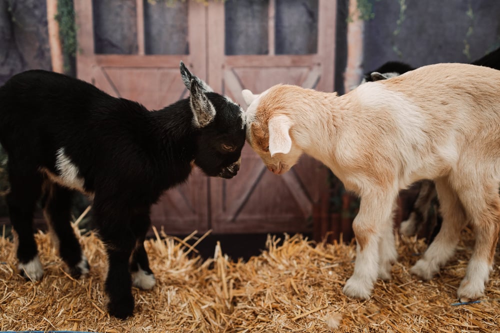 Image of Easter Minis with Baby Goats!!! - Deposit