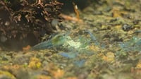 Image 2 of Blue Jelly Neocaridina Shrimp