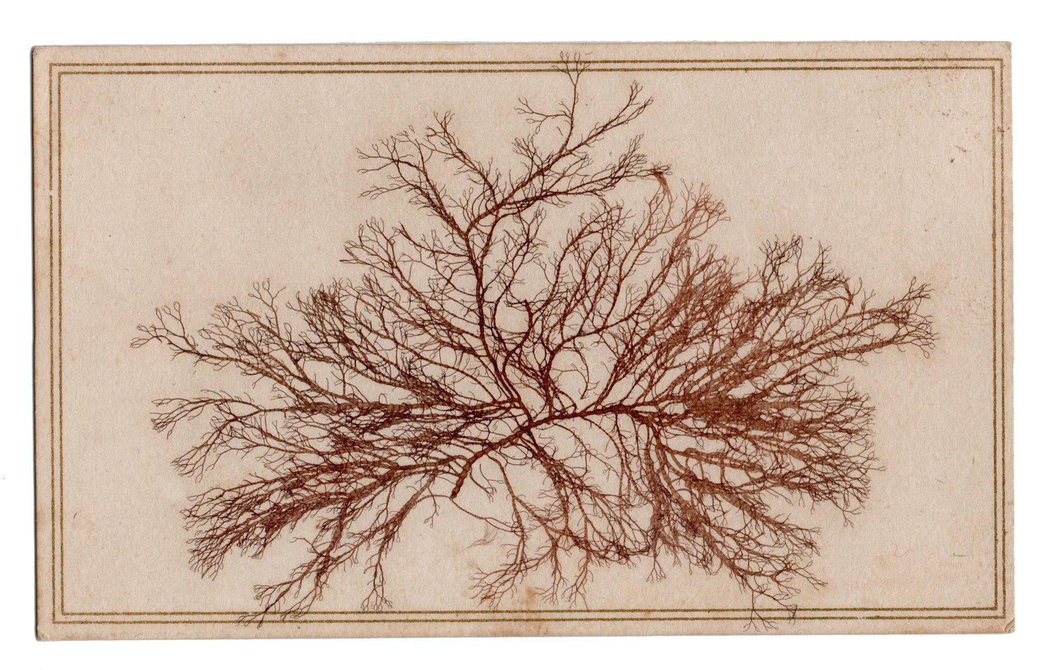 Image of Alexander Gardner: CDV with real seaweed, USA ca. 1865