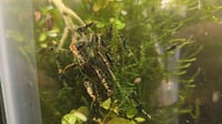 Image 1 of orange Black Galaxy Fishbone Boa Caridina Mix