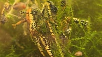Image 2 of orange Black Galaxy Fishbone Boa Caridina Mix