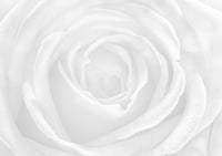 Rose of my life exclusive print