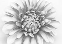 Dahlia exclusive print