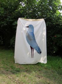 BIRD NOREN