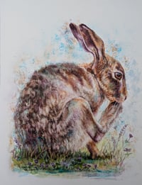 Image 1 of Hare Washing