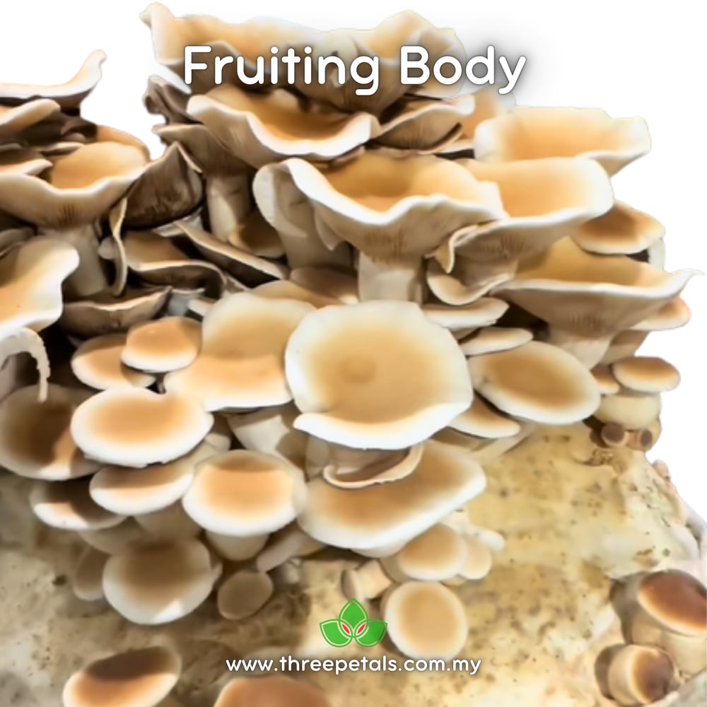 Pioppino (Agrocybe Aegerita) Live Mycelium Mushroom Culture Spawn Seed