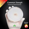 Common Sawgill (Lentinus Squarrosulus) Live Mycelium Mushroom Culture Spawn Seed