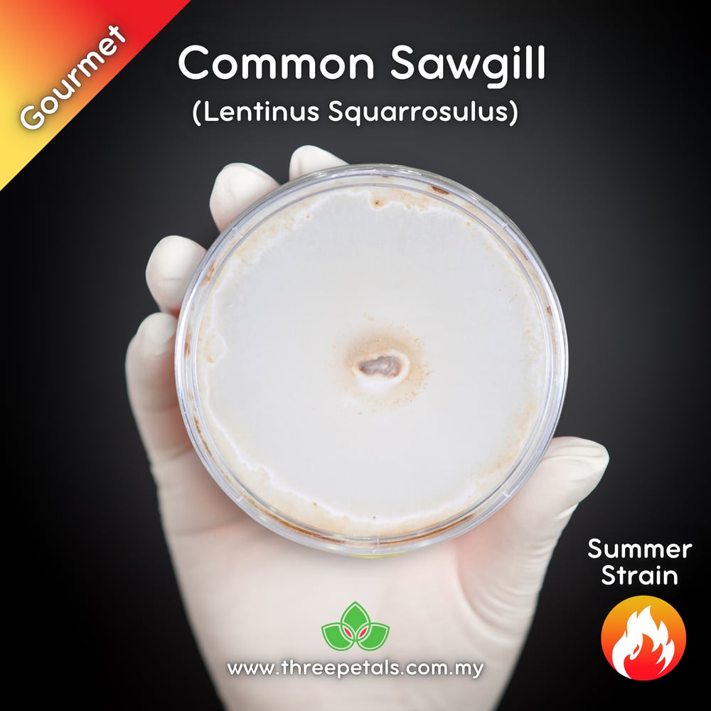 Common Sawgill (Lentinus Squarrosulus) Live Mycelium Mushroom Culture Spawn Seed