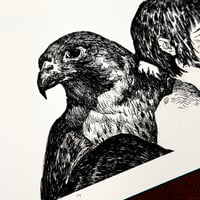 Image 3 of Falcon