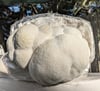 Gourmet Bear's Head Grow Kit