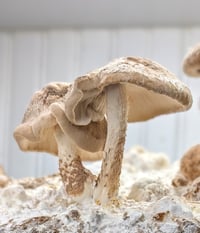Gourmet Shiitake Grow Kit