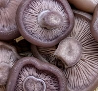 Image 2 of Wood Blewit Wood Chip Spawn