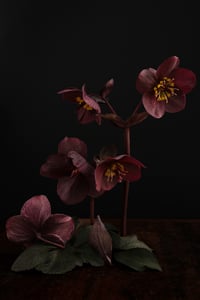 March Hellebores no. 1