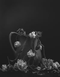 Tulips in Time