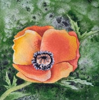 Oriental Poppy