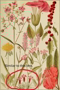 Image 2 of Hooker's Silene : Silene hookeri 