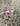Bug Eye 9