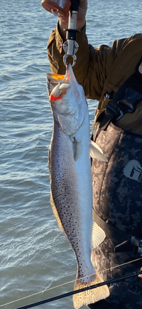 Image 4 of SP Mullet