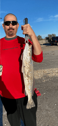 Image 5 of MONEY SHRIMP 