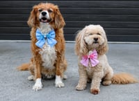Image 4 of Dog Bow - Bunny Ears