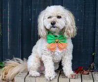 Image 2 of Dog Bow - Carrot