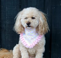 Image 2 of Dog Bandana - Just a little Eggstra