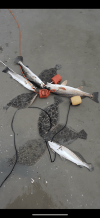 Image 7 of MONEY SHRIMP 