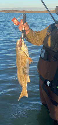 Image 6 of SP Mullet
