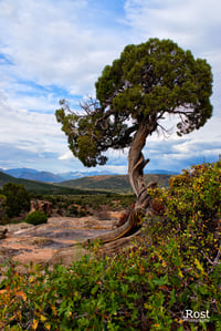 Solitary Tree on Dragon Point Trail (0018)