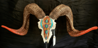 Image 2 of Hand Painted Corsican Ram Skull. SHIPPING NOT AVAILABLE. 