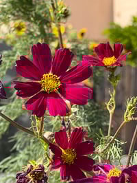 Image 6 of Cosmo - Maroon Heart - White Ladies T-shirt