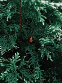 Image 2 of Siberian Fir Wax Melt – Fresh Forest Aroma with Cedarwood & Sandalwood