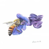 Image 1 of "Sweet Nectar" - Bee on Salvia Flower Print
