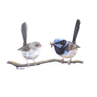 Image 1 of "Courtship Offering" - Blue Wrens Print