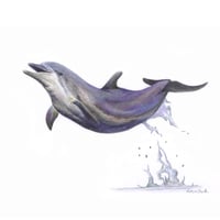 Image 1 of "Joyful Leap" - Bottlenose Dolphin Print