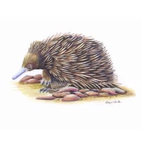 Image 1 of "Ancient Explorer" - Short-beaked Echidna Print
