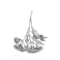 Image 1 of "Native Elegance" - Flowering Gum Study Graphite Print
