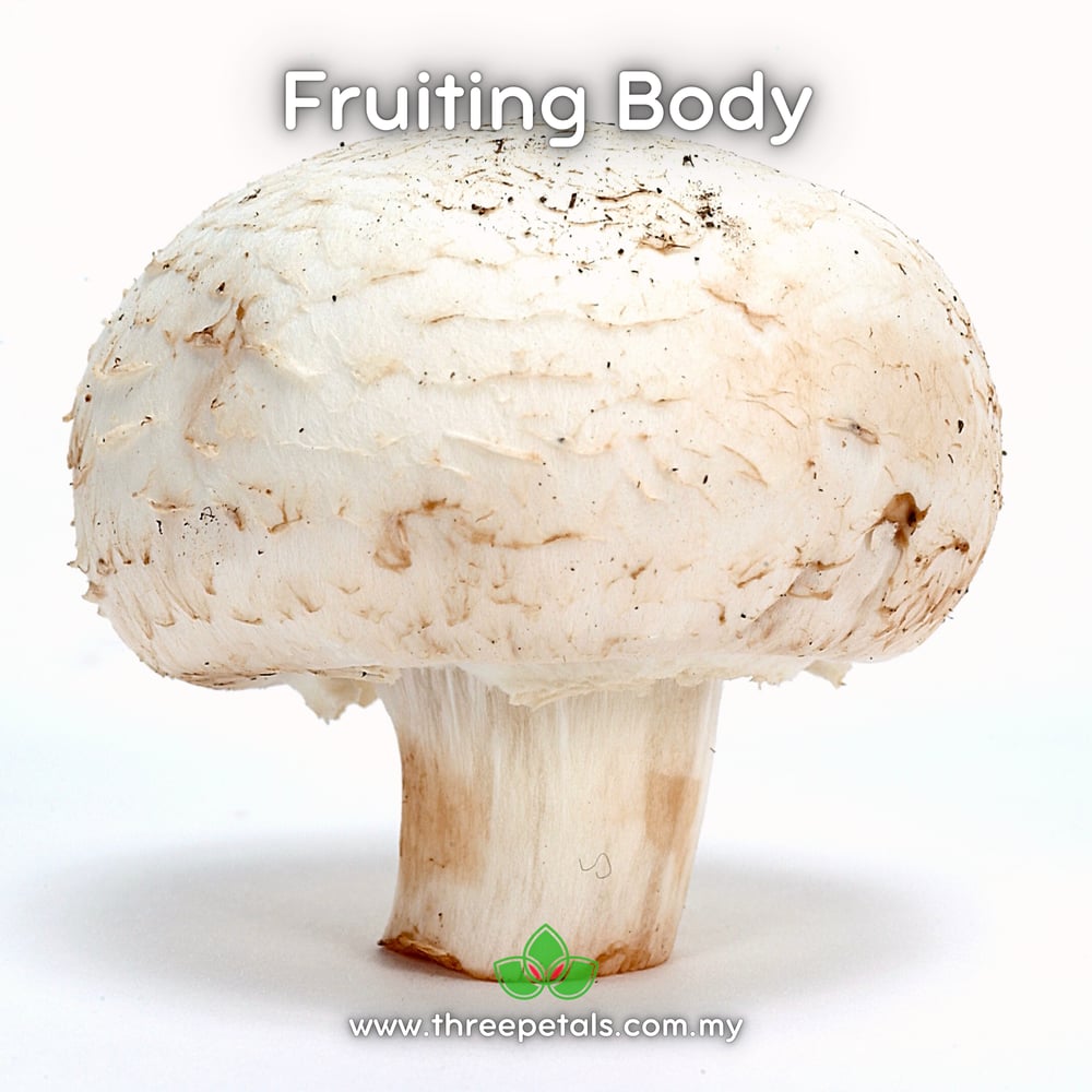 Button Mushroom (Agaricus Bisporus) Live Mycelium Mushroom Culture Spawn Seed