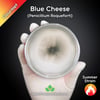 Blue Cheese Mold (Penicillium Roqueforti) Live Mycelium Mushroom Culture Spawn Seed