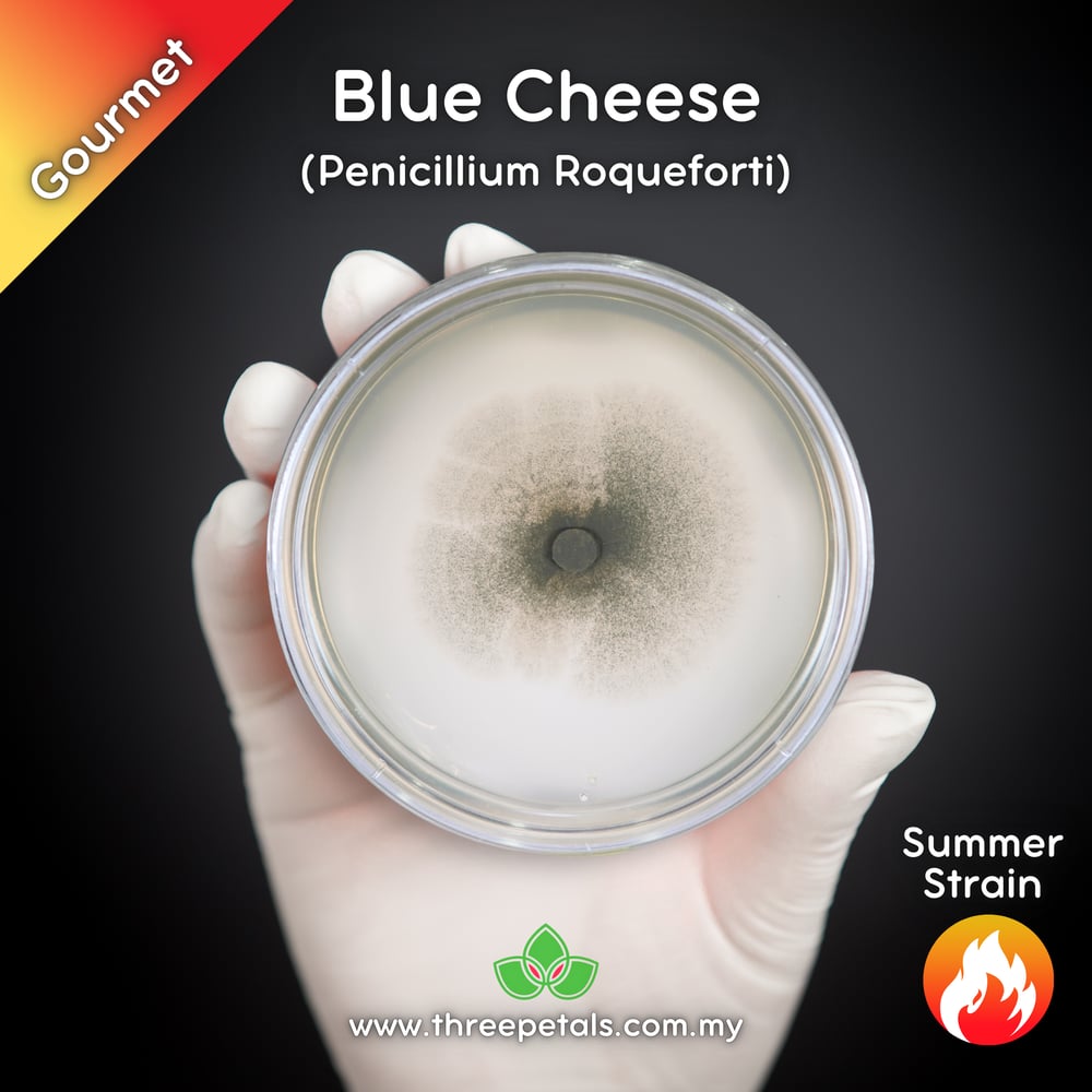Blue Cheese Mold (Penicillium Roqueforti) Live Mycelium Mushroom Culture Spawn Seed