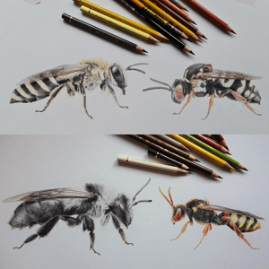 Bee pairs - folded greeting cards